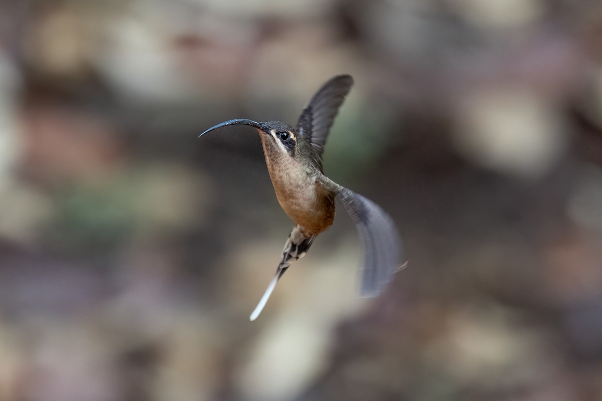 kolibřík dlouhozobý - ML621070592