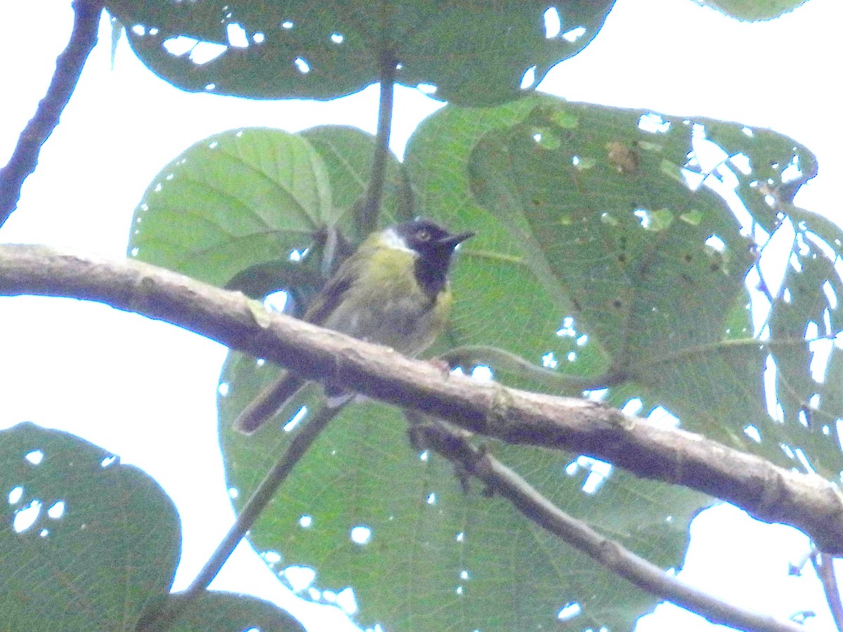 Black-faced Apalis - ML621070633