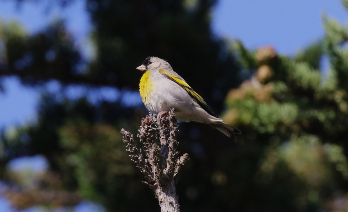 Lawrence's Goldfinch - ML621070705