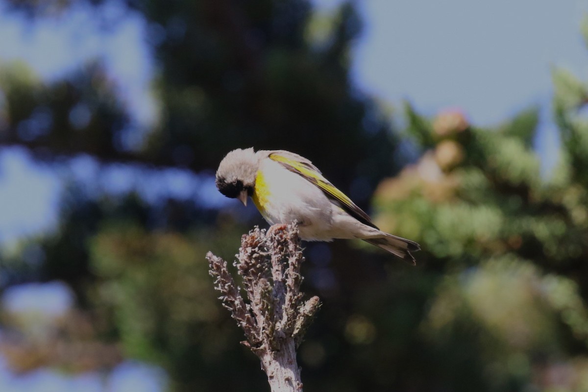 Lawrence's Goldfinch - 🦉Max Malmquist🦉