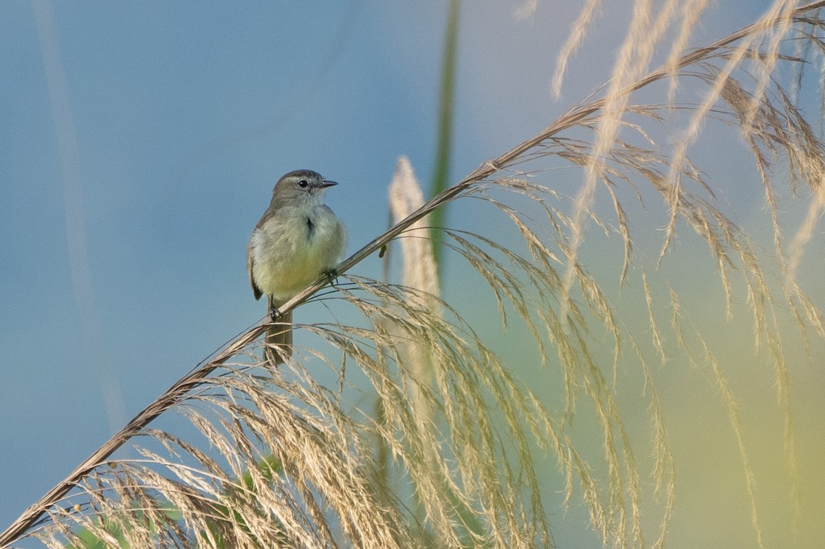Southern Mouse-colored Tyrannulet - ML621070715