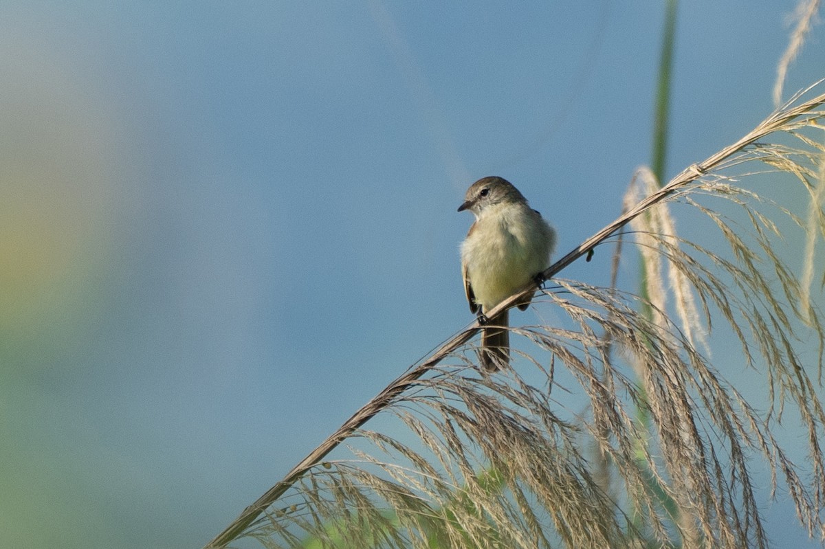 Southern Mouse-colored Tyrannulet - ML621070716
