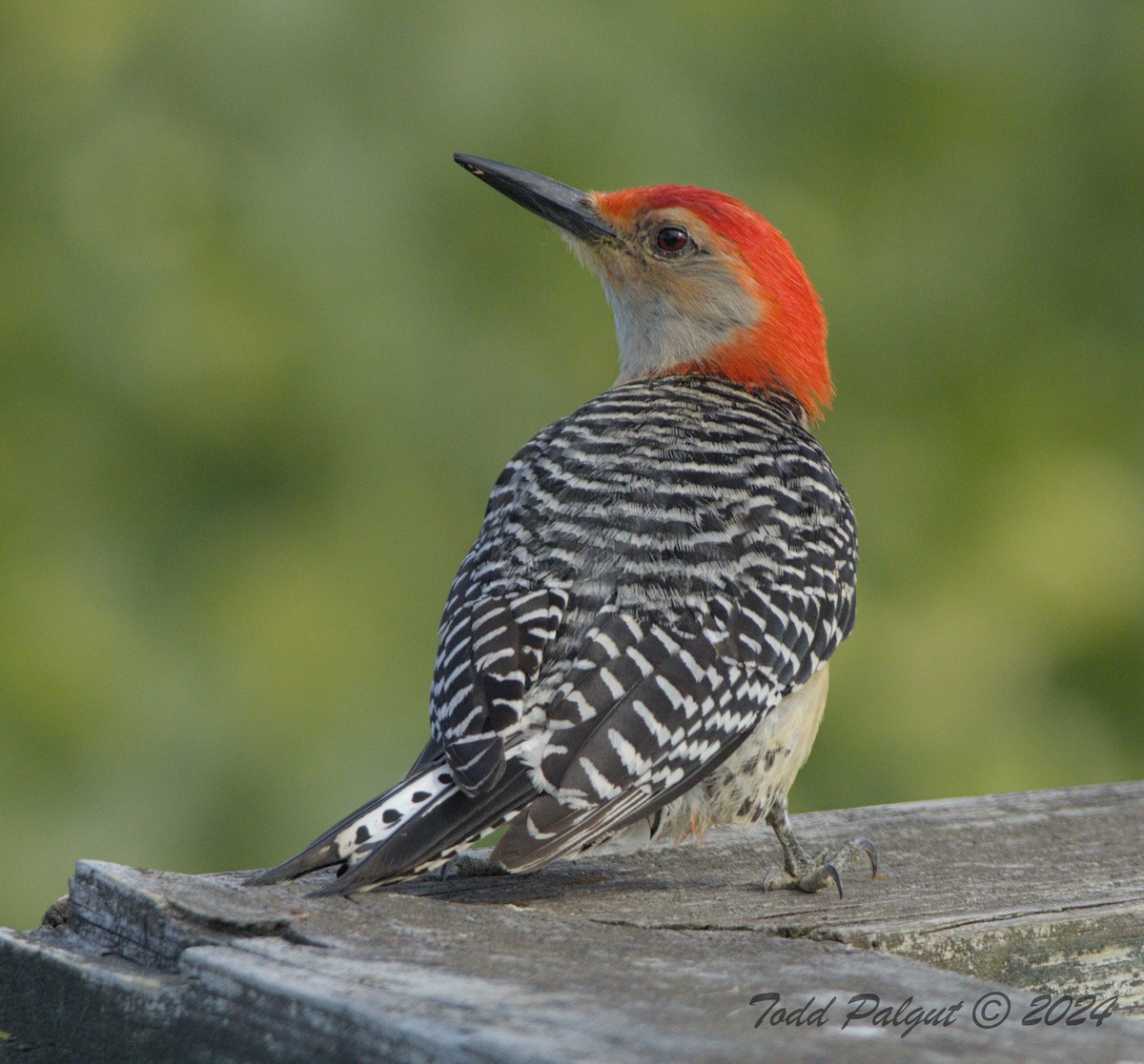 Red-bellied Woodpecker - ML621070769