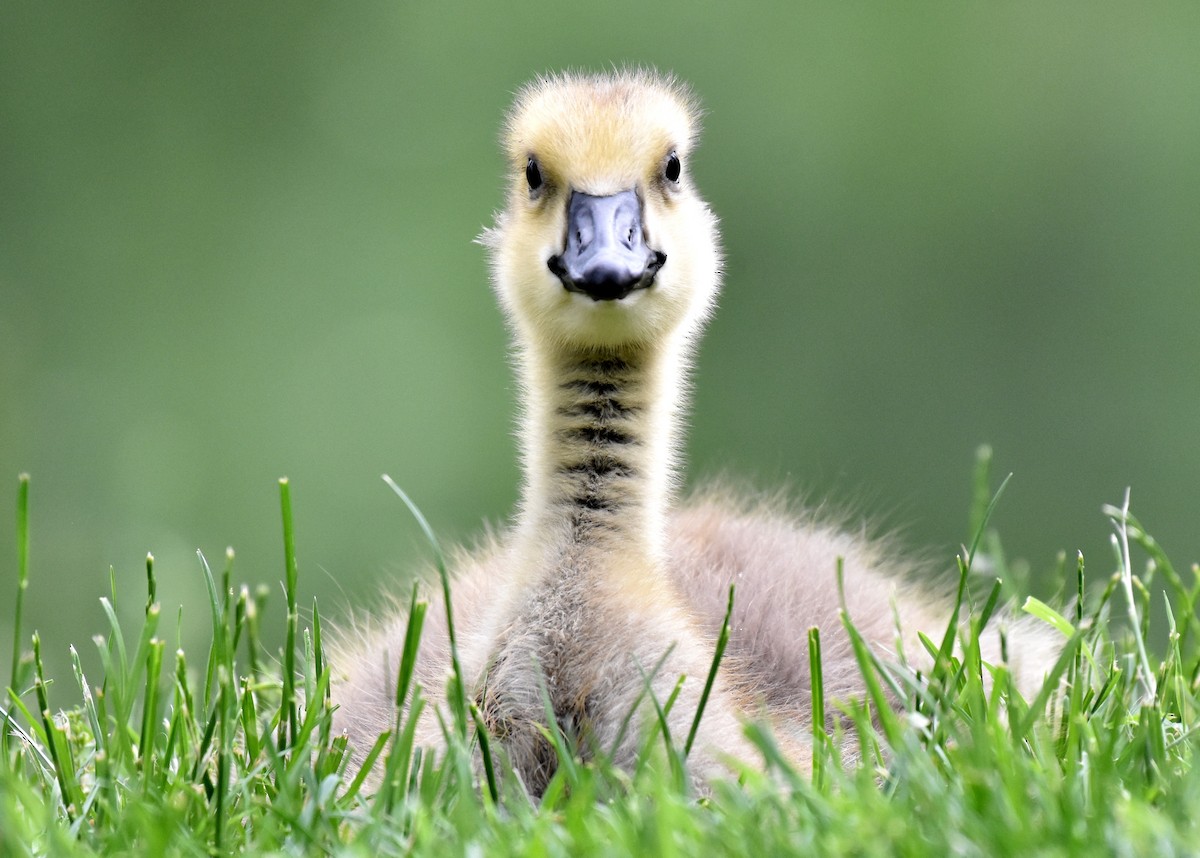 Canada Goose - Don Carbaugh