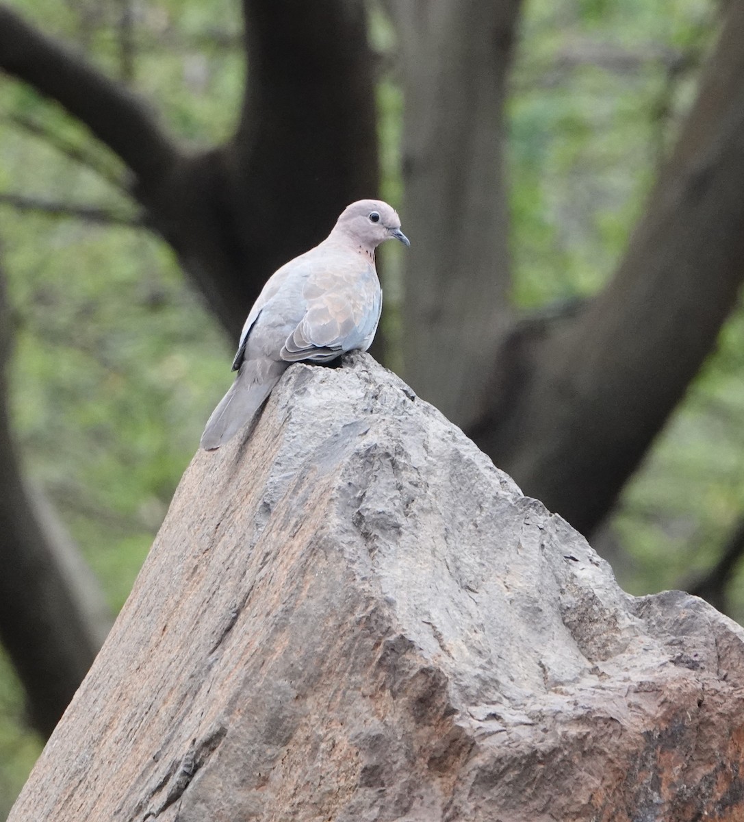 Laughing Dove - ML621070847