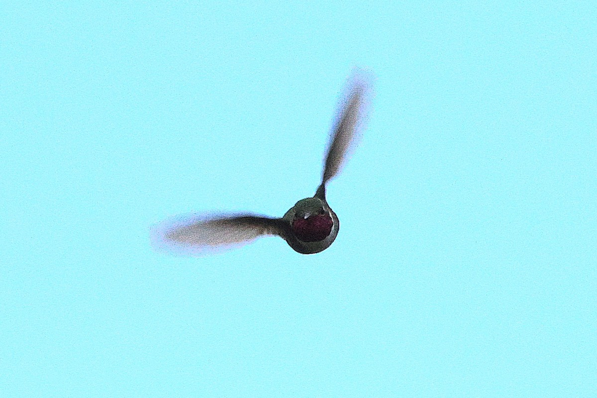 Broad-tailed Hummingbird - ML621070903