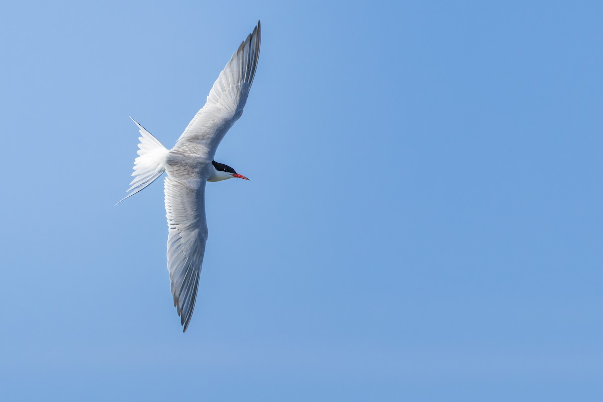 Common Tern - Brad Reinhardt