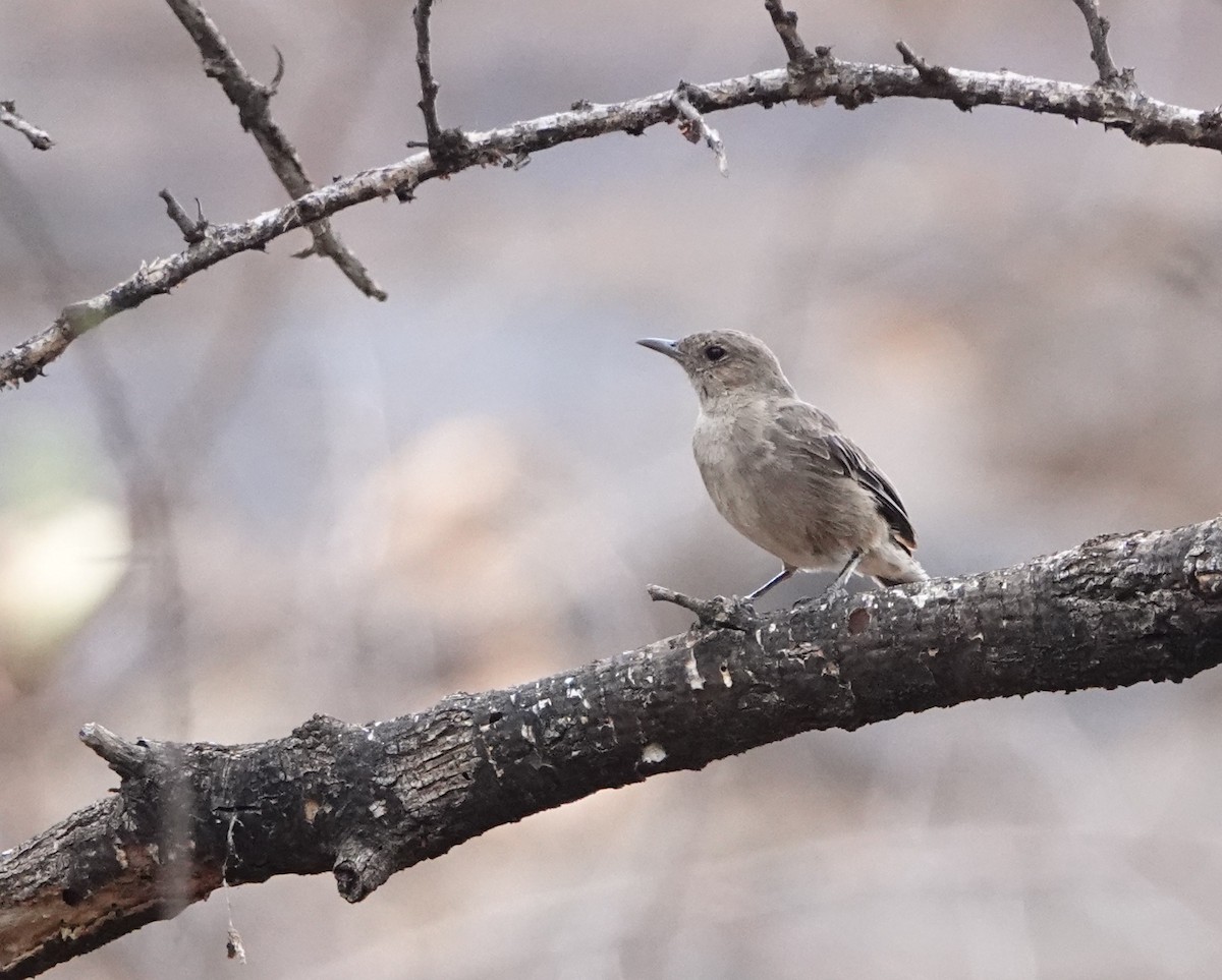 Brown-tailed Chat - ML621070959