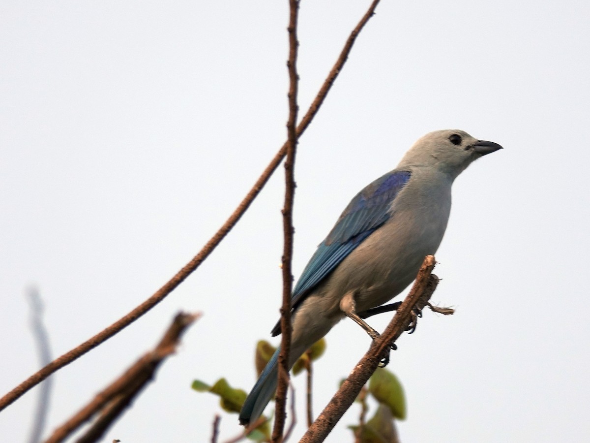 Blue-gray Tanager - ML621070966