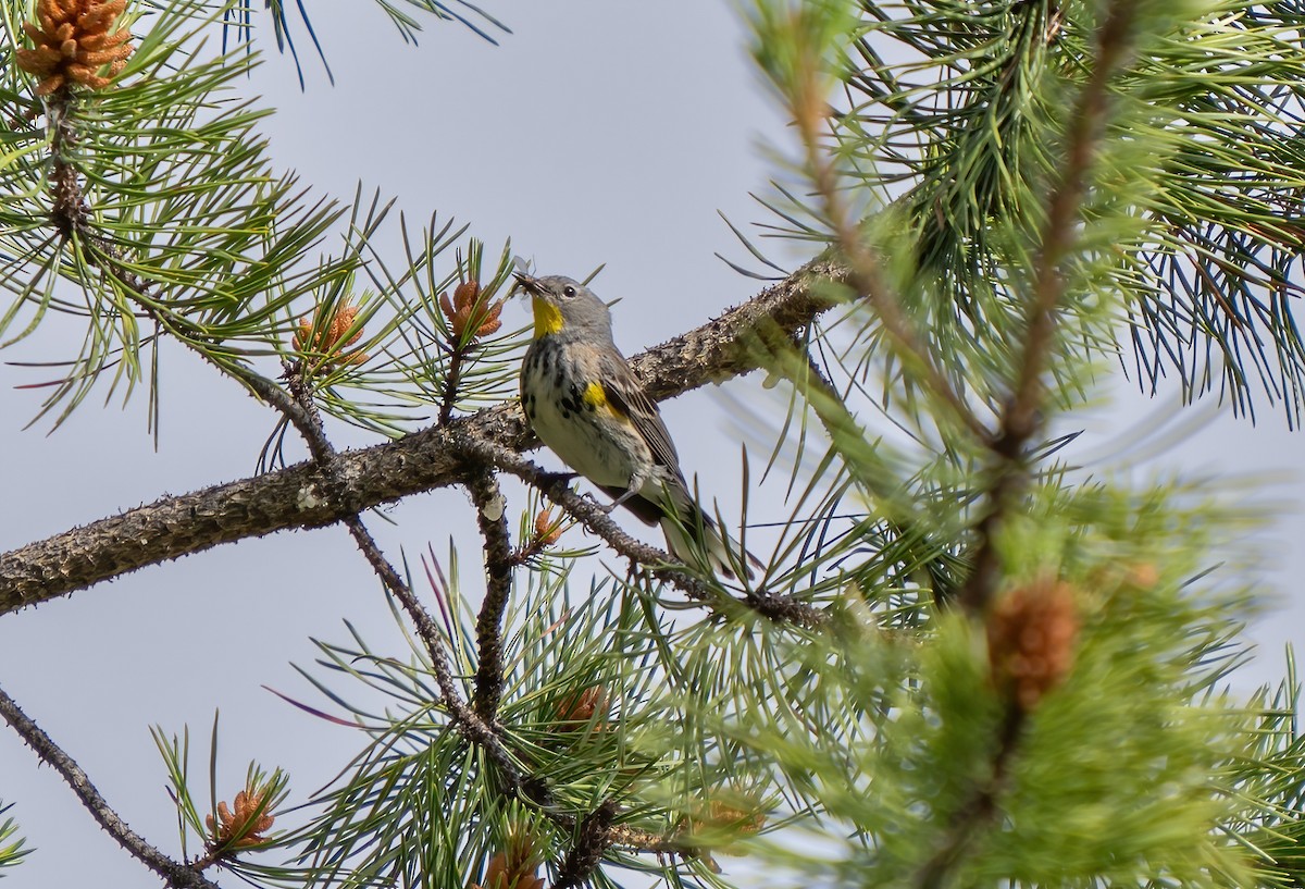 Yellow-rumped Warbler (Audubon's) - ML621071021