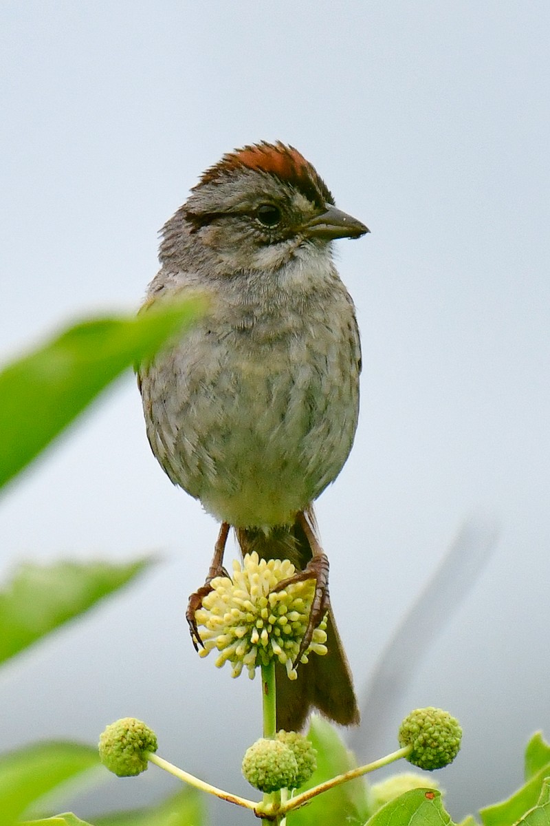 Chipping Sparrow - ML621071031