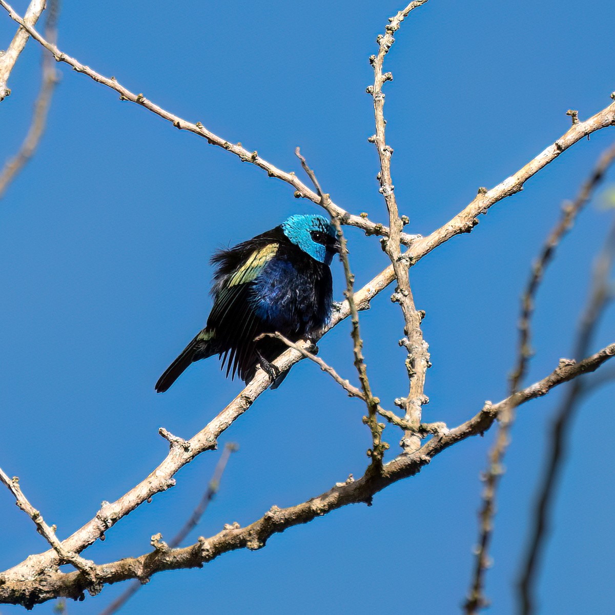 Blue-necked Tanager - ML621071055