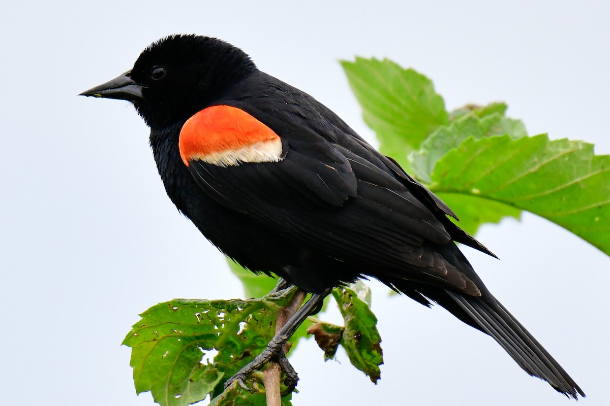 Red-winged Blackbird - ML621071075