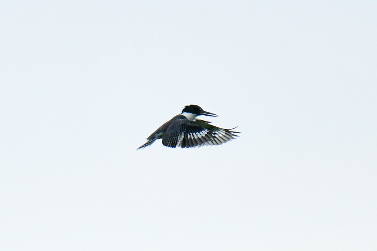 Belted Kingfisher - ML621071102
