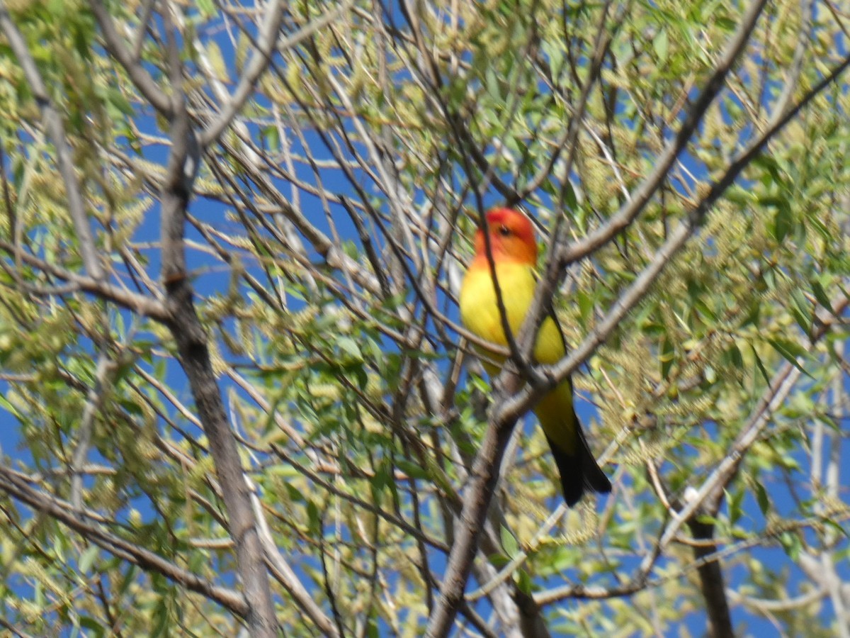 Western Tanager - ML621071108