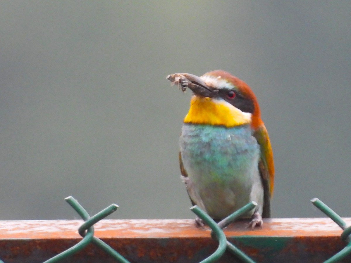 European Bee-eater - ML621071111