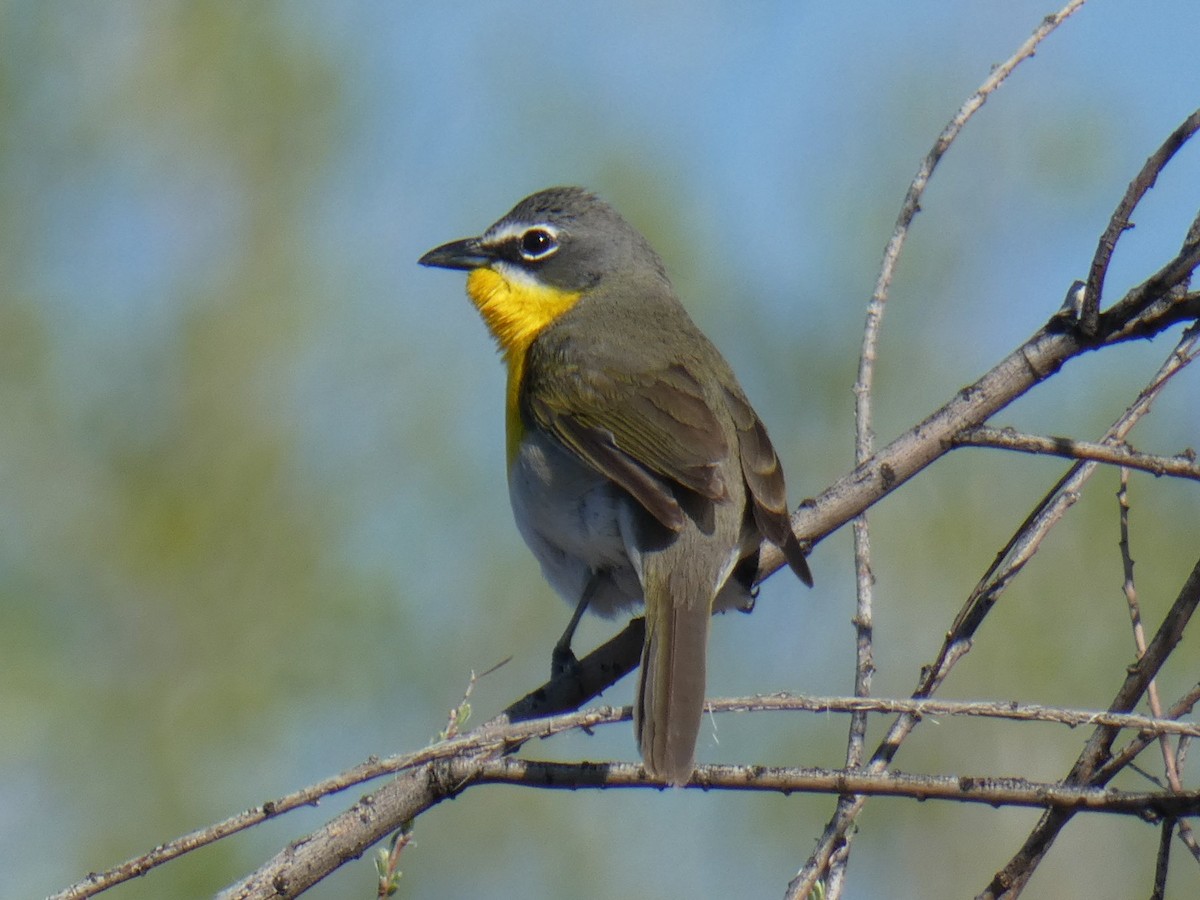 Yellow-breasted Chat - ML621071117