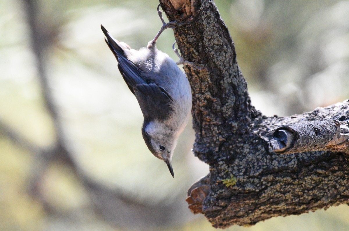 White-breasted Nuthatch - ML621071122