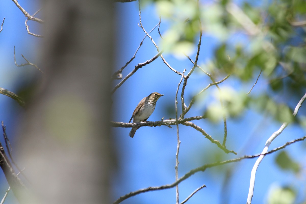 Swainson's Thrush - ML621071164