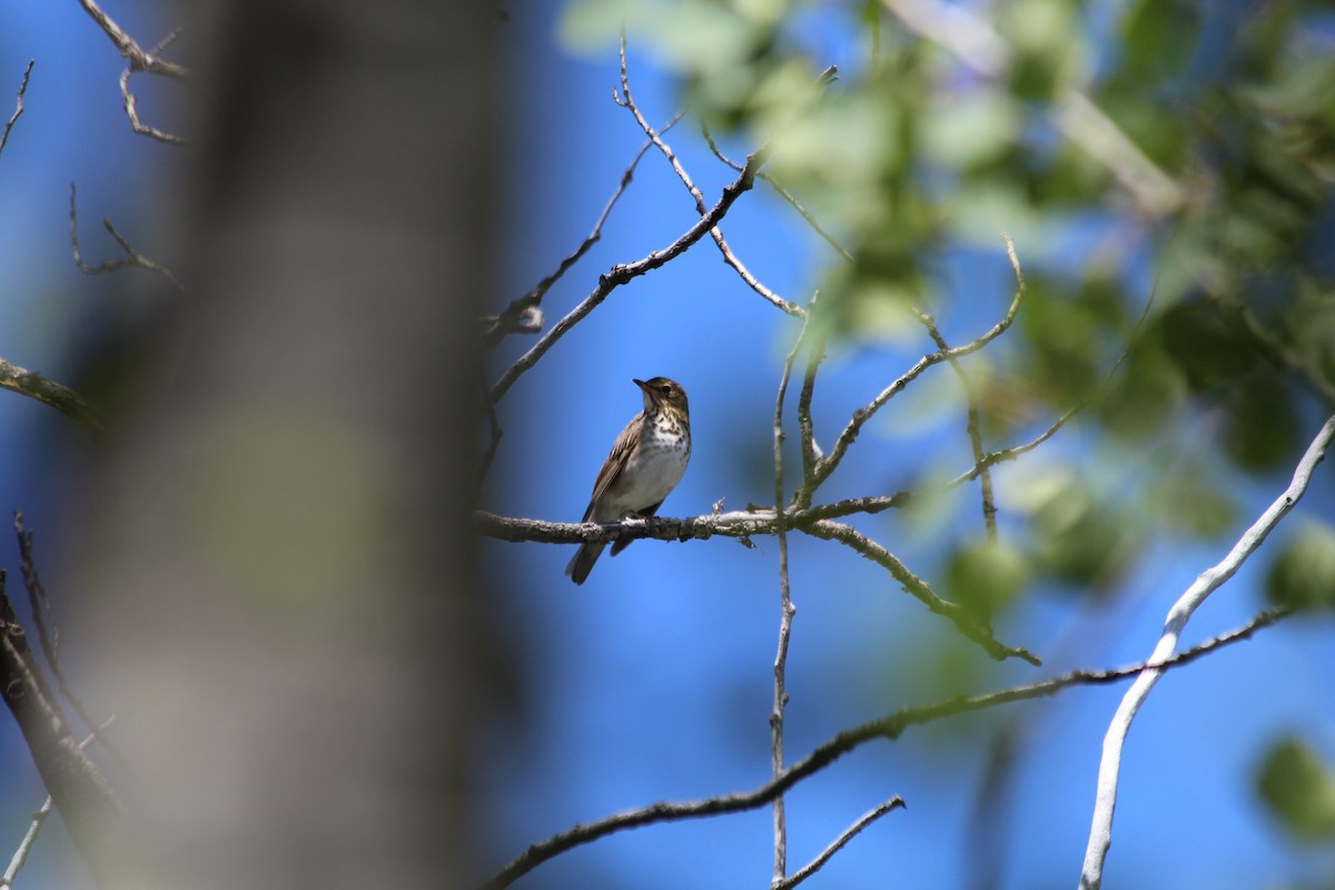 Swainson's Thrush - ML621071165