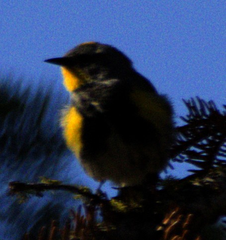 Yellow-rumped Warbler (Audubon's) - ML621071167