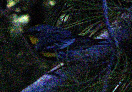 Yellow-rumped Warbler (Audubon's) - ML621071168