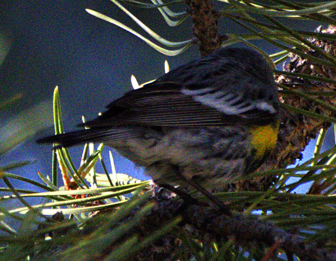 Yellow-rumped Warbler (Audubon's) - ML621071170