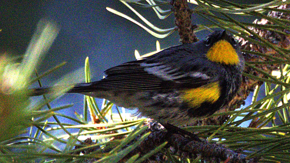 Yellow-rumped Warbler (Audubon's) - ML621071171