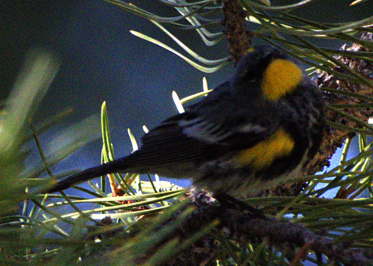 Yellow-rumped Warbler (Audubon's) - ML621071172