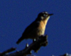 Red-breasted Nuthatch - ML621071186
