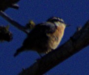 Red-breasted Nuthatch - ML621071187