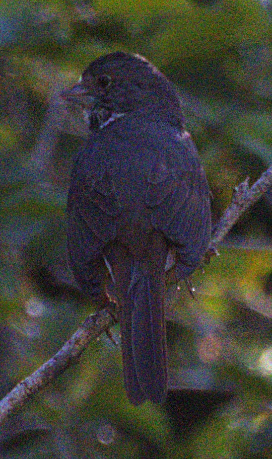 Fox Sparrow (Thick-billed) - ML621071195