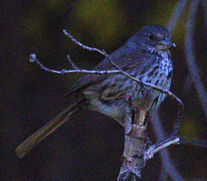 Fox Sparrow (Thick-billed) - ML621071196