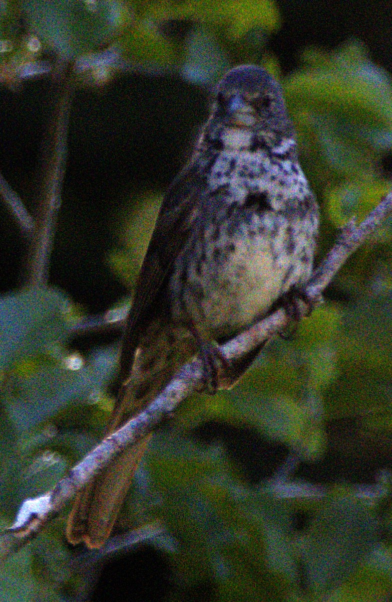 Fox Sparrow (Thick-billed) - ML621071197