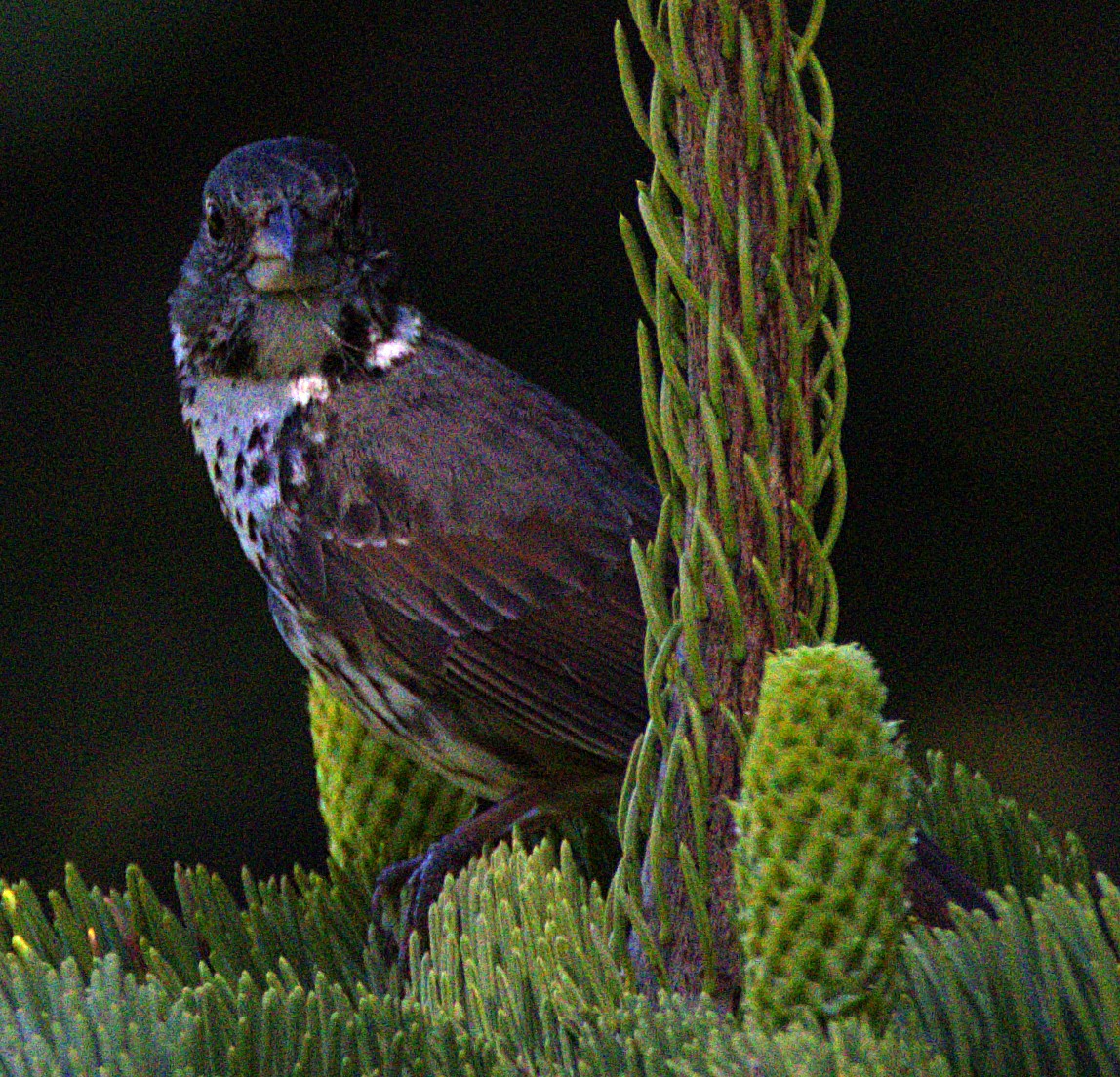 Fox Sparrow (Thick-billed) - ML621071198