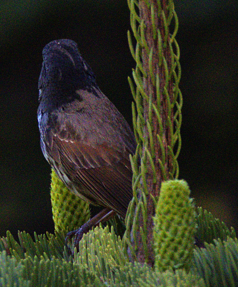 Fox Sparrow (Thick-billed) - ML621071199