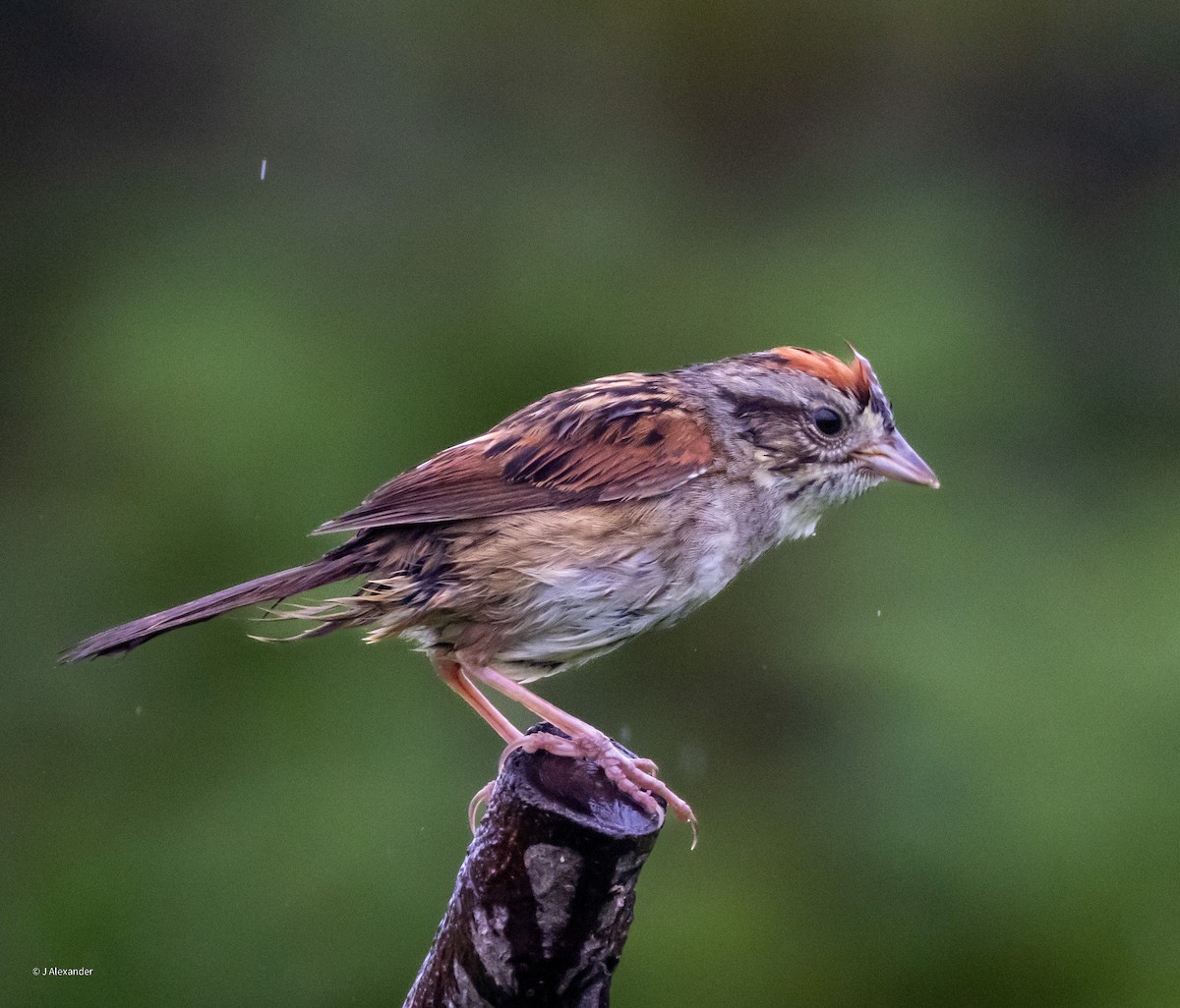 Swamp Sparrow - ML621071218