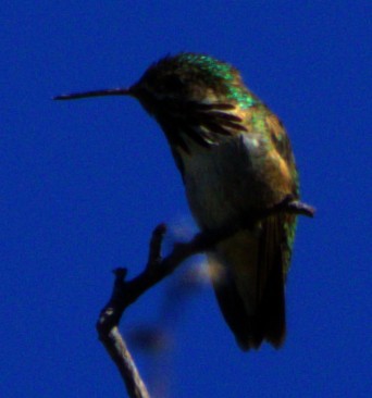 Calliope Hummingbird - Andrew Melnick