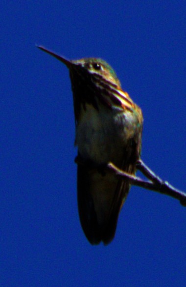 Calliope Hummingbird - Andrew Melnick