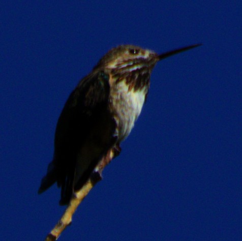 Calliope Hummingbird - ML621071227