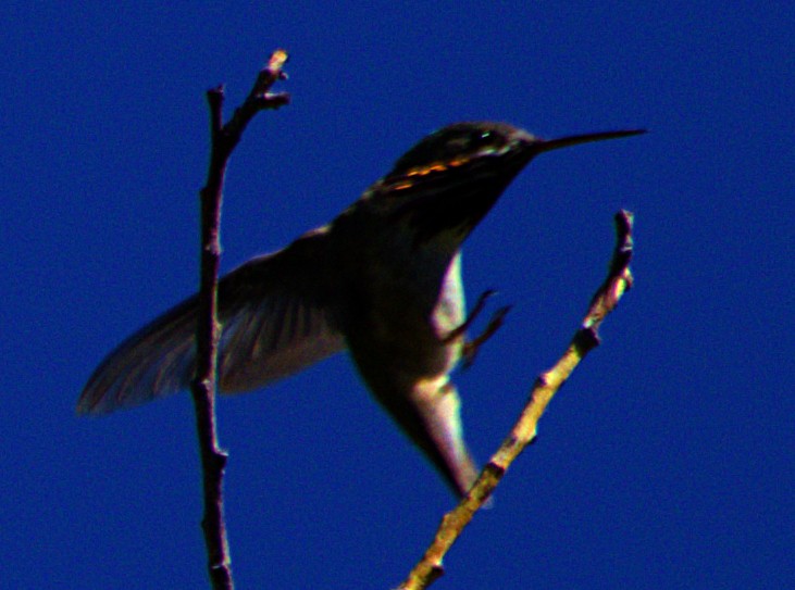 Calliope Hummingbird - Andrew Melnick