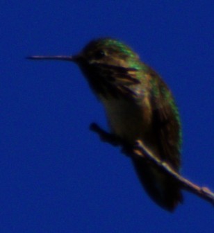 Calliope Hummingbird - ML621071229