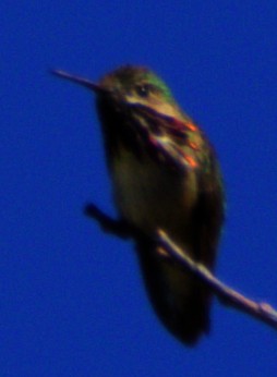 Calliope Hummingbird - ML621071230