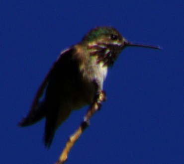 Calliope Hummingbird - ML621071232