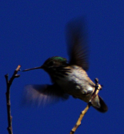 Calliope Hummingbird - ML621071234