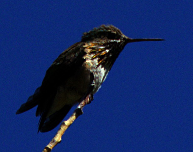 Calliope Hummingbird - ML621071235