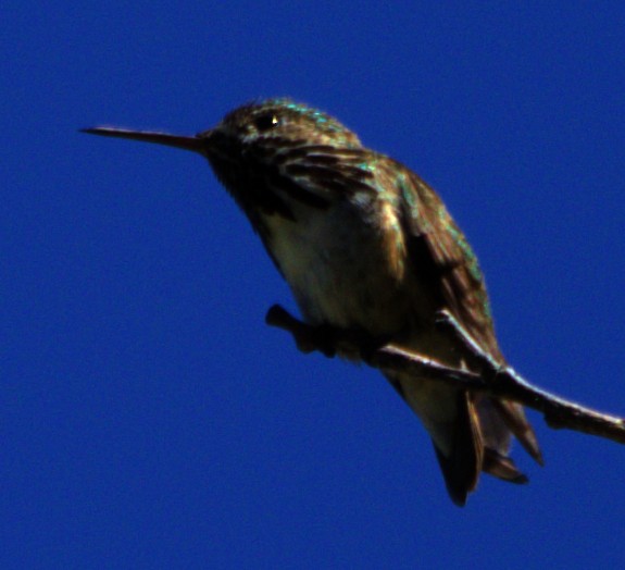 Calliope Hummingbird - ML621071238