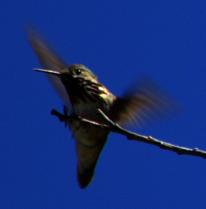 Calliope Hummingbird - ML621071240