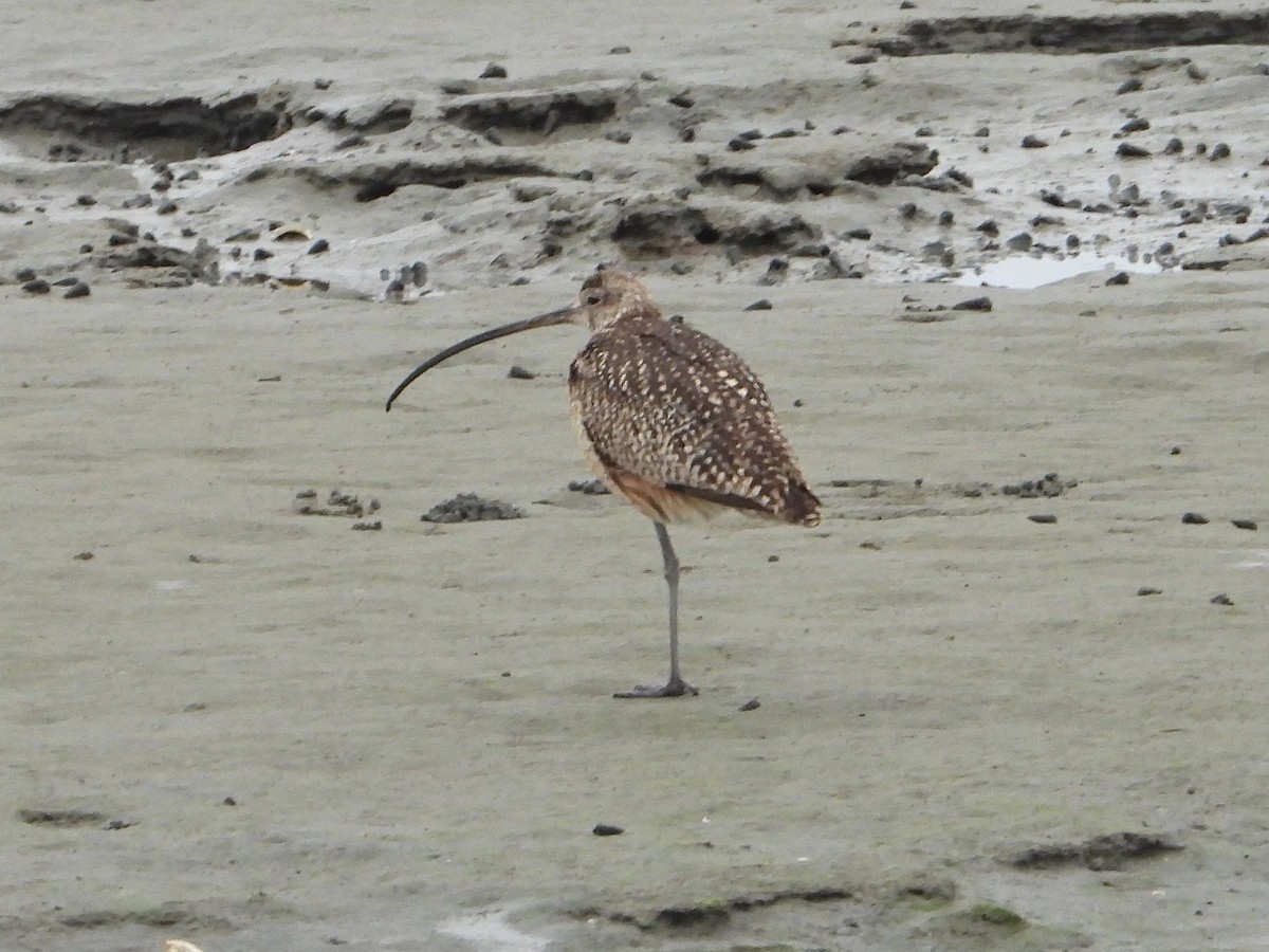Long-billed Curlew - ML621071242