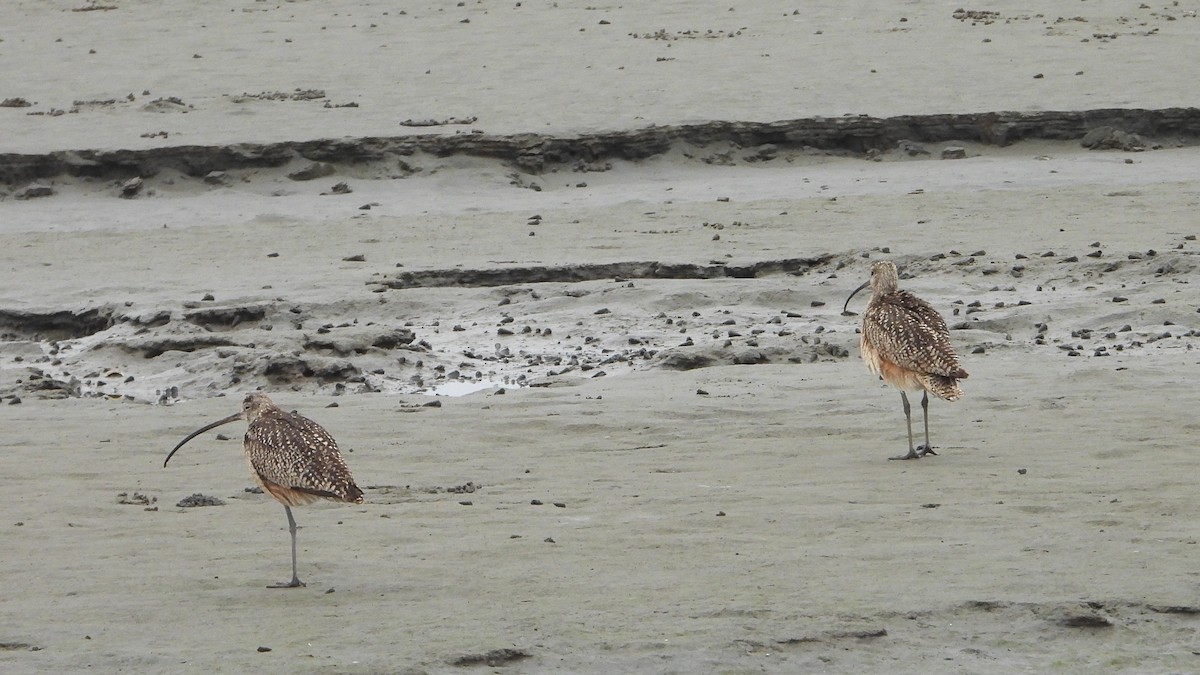 Long-billed Curlew - ML621071243